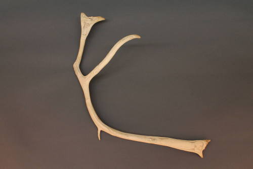 Caribou Antler with Carving, date unknown
Inuit; Canadian Arctic, Canada
Caribou antler; 28 ×…