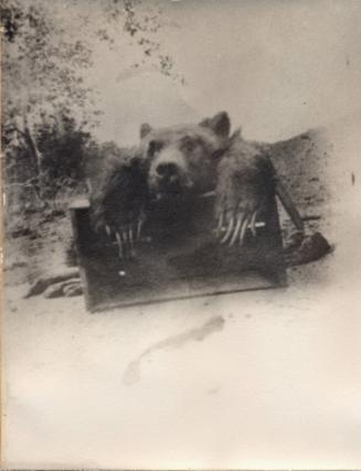 Old Moccasin John, Last Silver-Tailed Grizzly Bear of Orange County, c.1908
Unknown Photograph…