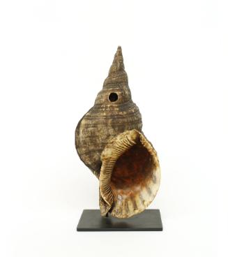 Shell Trumpet, 20th Century
Papua New Guinea, Melanesia 
Shell; 6 × 12 × 5 in.
2014.15.17
G…