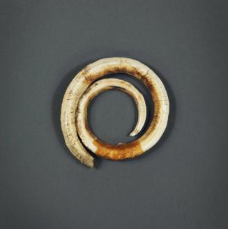 Circular Boar’s Tusk, mid 19th to early 20th Century
Papua New Guinea, Melanesia
Boar tusk; 4…