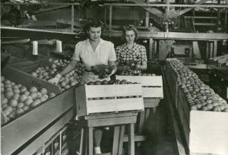 Packing Advance Brand Oranges, 1930-1949
Unknown Photographer; Tustin, Orange County, Californ…