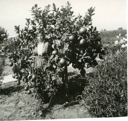 Woman Posing with Oranges, 1890-1915
Unknown Photographer; Orange County, California
Photogra…