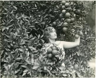 Woman Posing with Oranges, early 20th Century
Edward W. Cochems (American, 1874-1949); Orange …