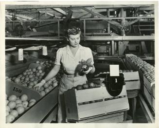 Wrapping Advance Brand Oranges, 1930-1949
Unknown Photographer; Tustin, Orange County, Califor…
