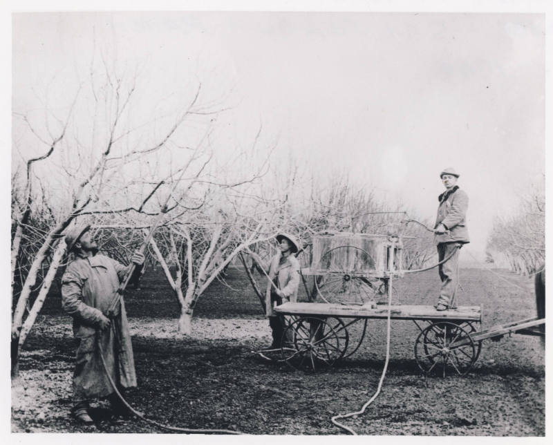 Chinese Laborers in Walnut Groves, c. 1900
Unknown photographer; Orange County, California
Ph…