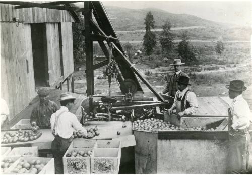 Washing and Grading Lemons, c. 1900
Unknown Photographer; Riverside County, California
Photog…