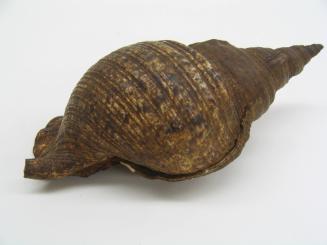 Shell Trumpet, late 19th to early 20th Century
Milne Bay Province, Papua New Guinea, Melanesia…