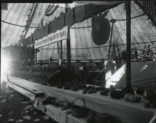 Costa Mesa Apple Display, c. 1922
Leo E. Tiede (American, 1889-1968); Orange County, Californi…