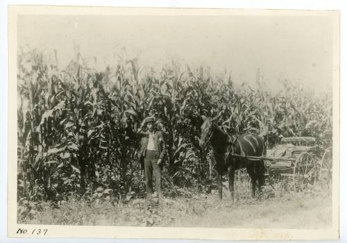 P.A. Stanton in his Field of Corn, 1896-1899
Walter Lehmann; Orange County, California
Photog…