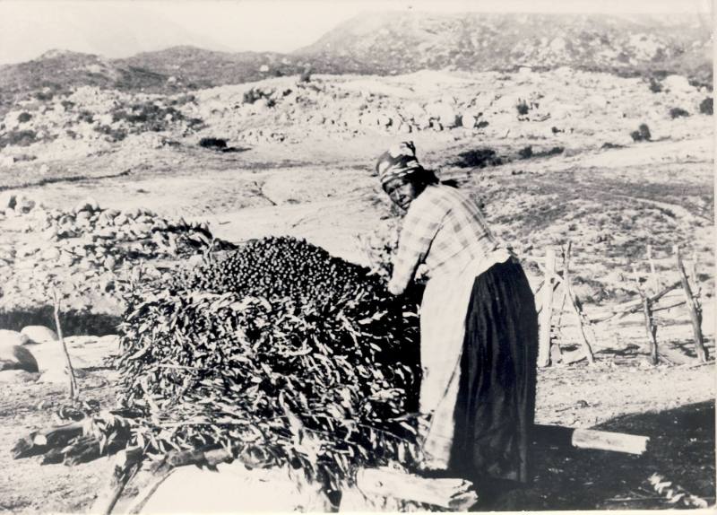 Mission Indian Woman Filling the Granery with Acorns, unknown date
Cahuilla, Mt. San Jacinto, …