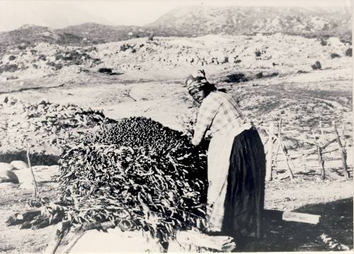 Mission Indian Woman Filling the Granery with Acorns, unknown date
Cahuilla, Mt. San Jacinto, …