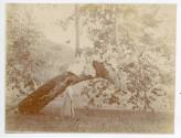 The Picnic Grounds, c. 1900
Unknown photographer; Irvine Regional Park, Orange County, Califor…