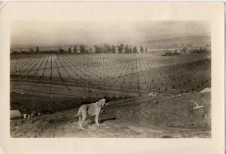 Turner Citrus Groves, 1910s-1920s
Unknown photographer; Orange County, California
Photographi…