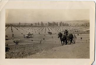 Turner Citrus Groves, 1910s-1920s
Unknown photographer; Orange County, California
Photographi…