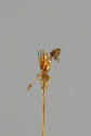 Hair Pin
Liao dynasty (907-1125)
Gold
Loan courtesy of Anne and Long Shung Shih
L.2007.12.2