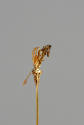 Hair Pin
Liao dynasty (907-1125)
Gold
Loan courtesy of Anne and Long Shung Shih
L.2007.12.2