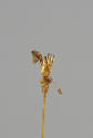 Hair Pin
Liao dynasty (907-1125)
Gold
Loan courtesy of Anne and Long Shung Shih
L.2007.12.2