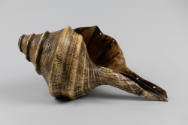 Shell Trumpet (Dung Dkar), 18th to 19th Century
Tibet Autonomous Region
Shell; 16 × 8 1/2 × 7…